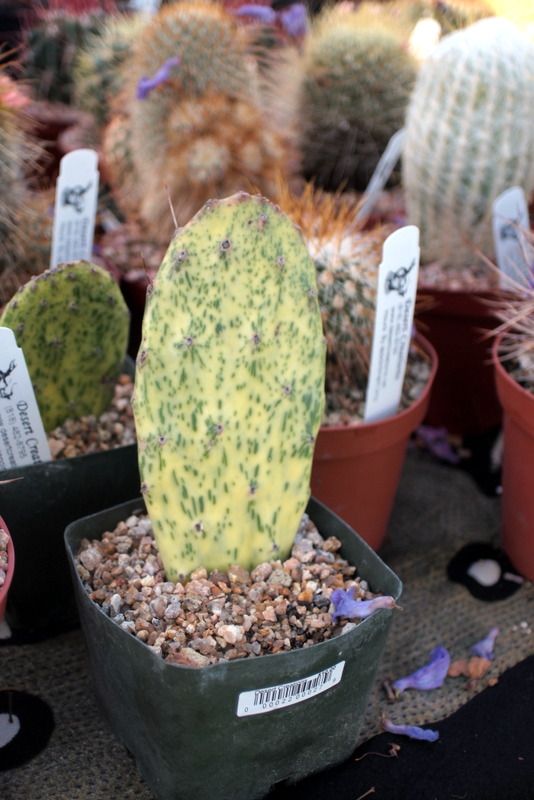 variegated opuntia