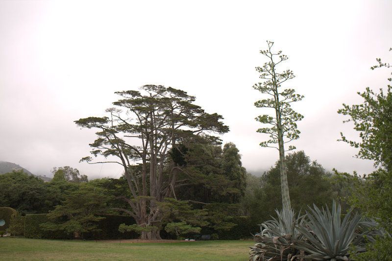 monterey cypress in trouble photo 1-_MG_1703.jpg