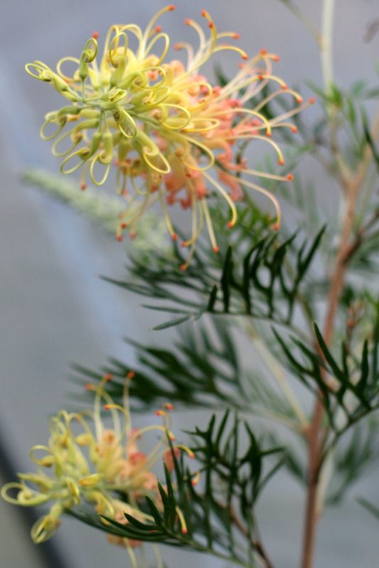 Grevillea Peaches and Cream photo P1013289.jpg