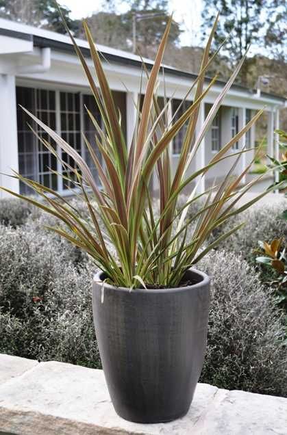  photo Cordyline_ElectricStar2.jpg