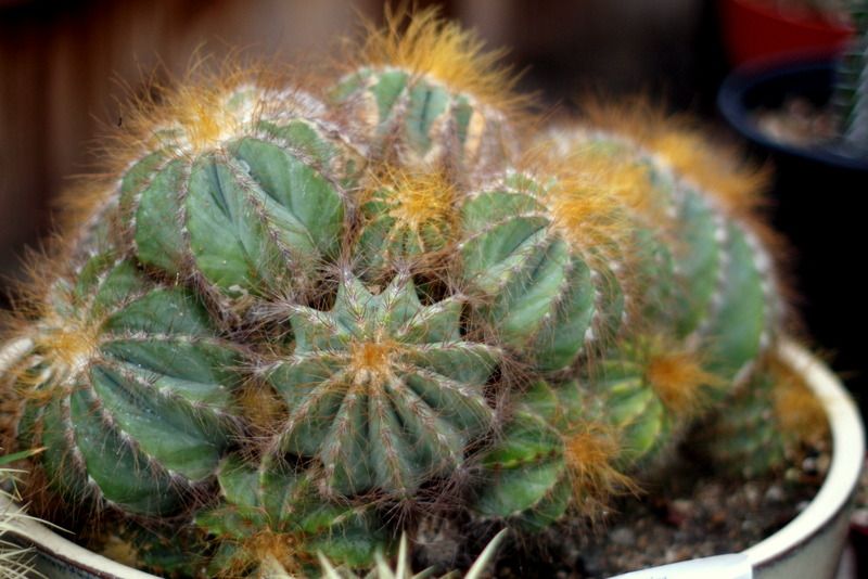 Notocactus magnificus photo P1012246.jpg