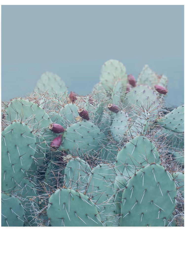  photo Desert_unframed_DesertBluesCactusCactus_Art_Photography_interiordesign_bohemian_cactusart.jpg