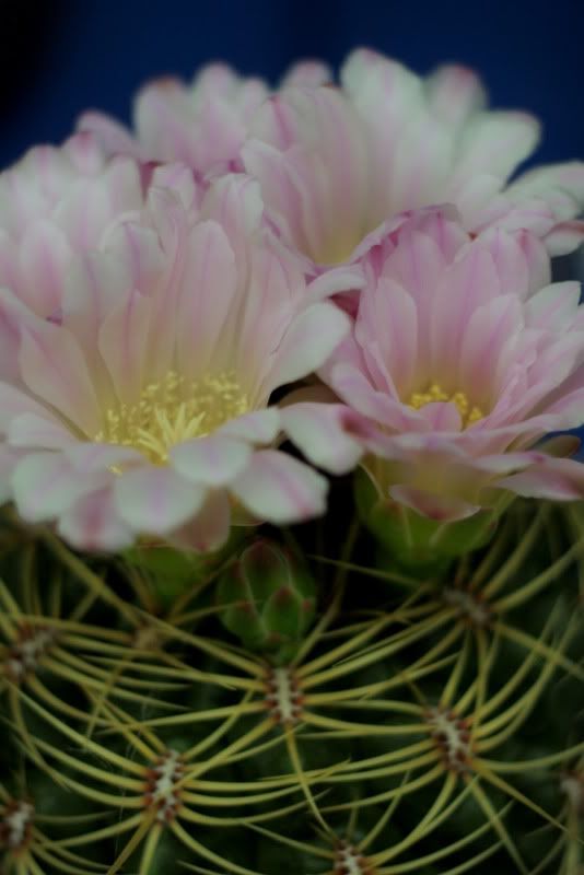 Gymnocalycium multiflorum