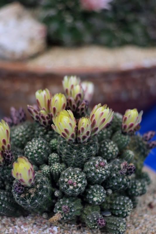 Gymnocalycium  doppianum