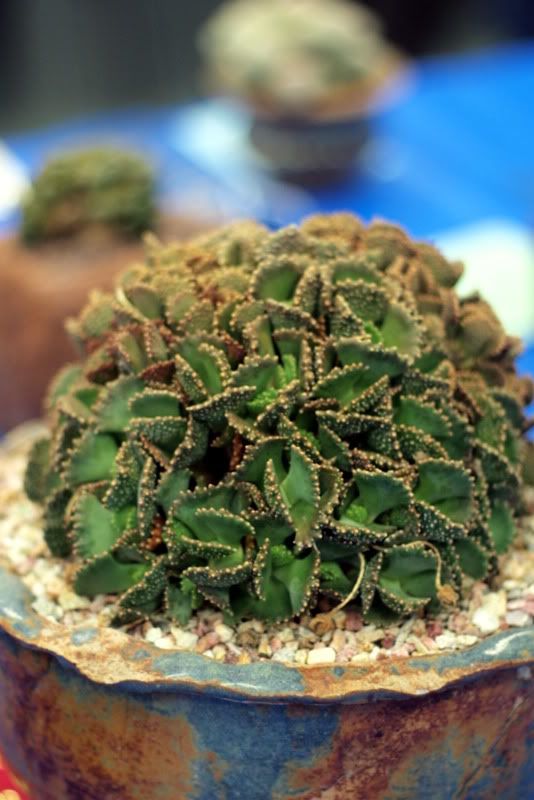 Titanopsis calcarea