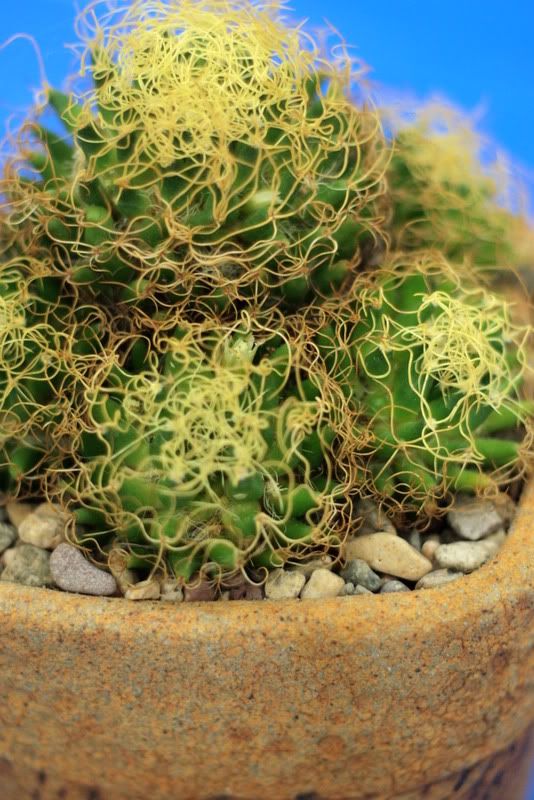 Mammillaria decipiens var. camptotricha