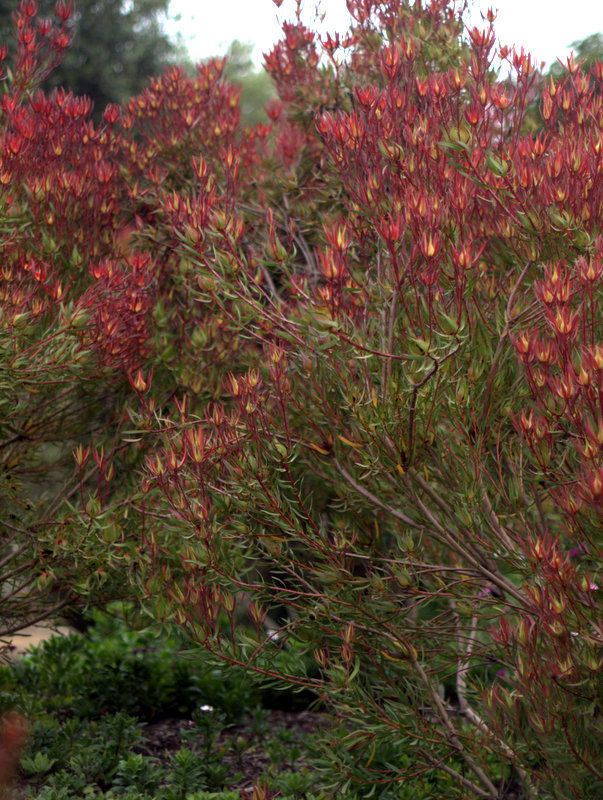 Leuc salignum 'Summer Red' photo 1-P1017161.jpg