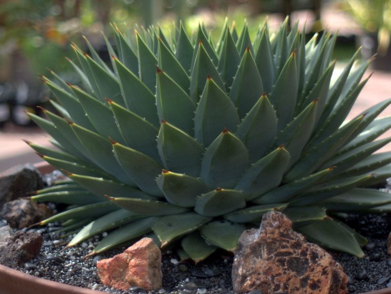 huge spiral aloe at Terra del Sol photo 1-P1017198.jpg