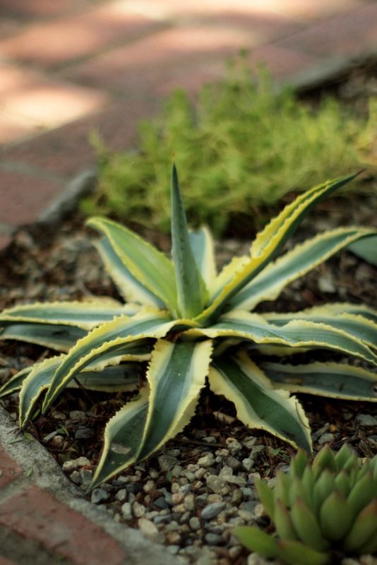 Agave Jaws