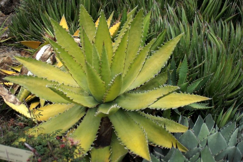 Agave xylonoacantha, UCBG 7/13/12, Tamaulipas State, Mexico