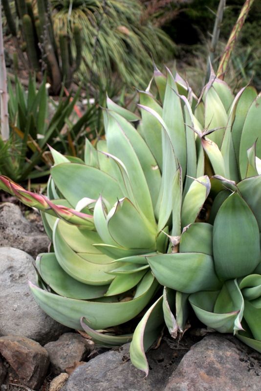 Agave sp. Sonora State, Mexico UCBG 7/13/12