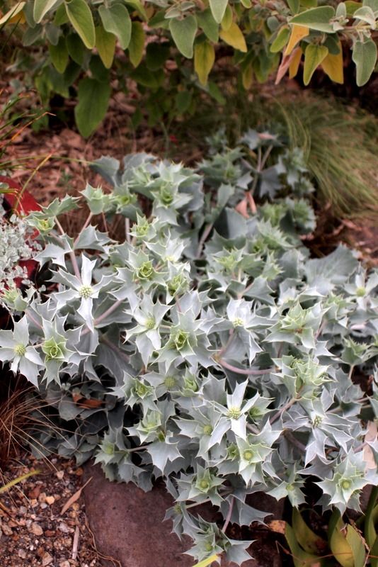 Eryngium maritimum