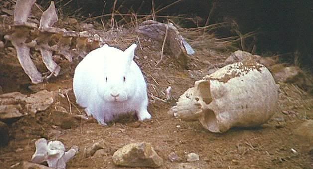 monty python and the holy grail bunny Pictures, Images and Photos