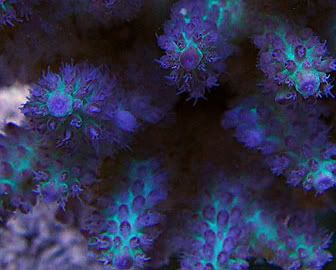 FuzzyHornet - What are you bringing to the 2012 Lansing Michigan Coral Expo and Swap?