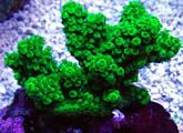 GreenGoblin - What are you bringing to the 2012 Lansing Michigan Coral Expo and Swap?