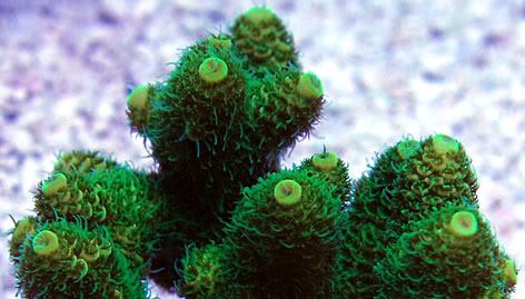 GreenMillepora - What are you bringing to the 2012 Lansing Michigan Coral Expo and Swap?