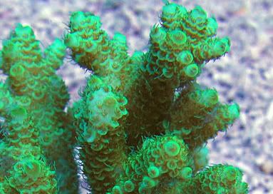 HighlighterMillepora - What are you bringing to the 2012 Lansing Michigan Coral Expo and Swap?