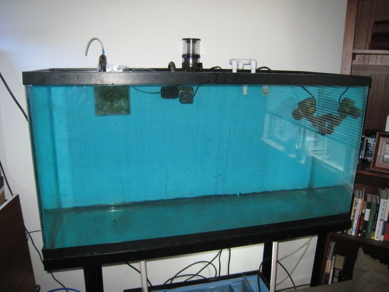 IMG 4012 - FS: Complete 90 gallon setup with protein skimmer and refugium