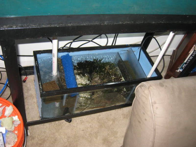 IMG 4013 - FS: Complete 90 gallon setup with protein skimmer and refugium
