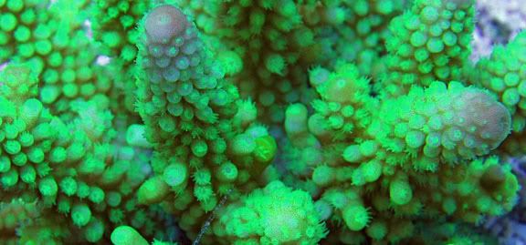 NeonDigiateAcro - What are you bringing to the 2012 Lansing Michigan Coral Expo and Swap?