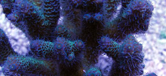 NightSkyMillepora - What are you bringing to the 2012 Lansing Michigan Coral Expo and Swap?