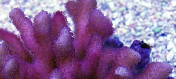 PinkFuzzy - What are you bringing to the 2012 Lansing Michigan Coral Expo and Swap?