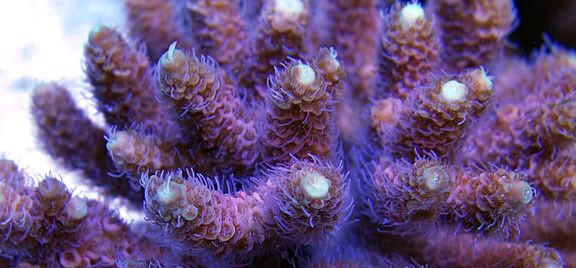 PinkMillepora - What are you bringing to the 2012 Lansing Michigan Coral Expo and Swap?