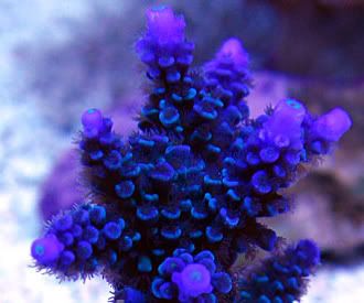 Purple TippedDeepBlueStaghorn - What are you bringing to the 2012 Lansing Michigan Coral Expo and Swap?