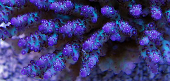 PurplePillsTablingAcro - What are you bringing to the 2012 Lansing Michigan Coral Expo and Swap?