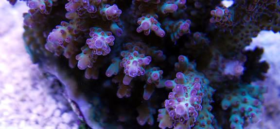 Purplegreenradiance - What are you bringing to the 2012 Lansing Michigan Coral Expo and Swap?