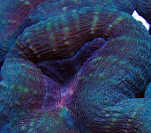 RainbowMultilobedBrain - What are you bringing to the 2012 Lansing Michigan Coral Expo and Swap?