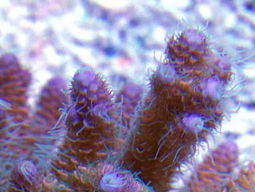 RainbowSherbetMillepora - What are you bringing to the 2012 Lansing Michigan Coral Expo and Swap?