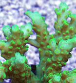SunshineAcropora - What are you bringing to the 2012 Lansing Michigan Coral Expo and Swap?