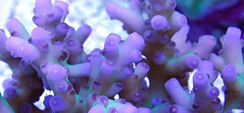UnknownLoripes - What are you bringing to the 2012 Lansing Michigan Coral Expo and Swap?