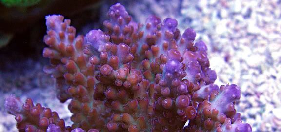 acroporabrueggemanni - What are you bringing to the 2012 Lansing Michigan Coral Expo and Swap?