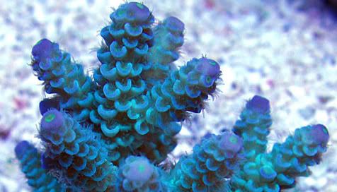 acroporavermiculata - What are you bringing to the 2012 Lansing Michigan Coral Expo and Swap?