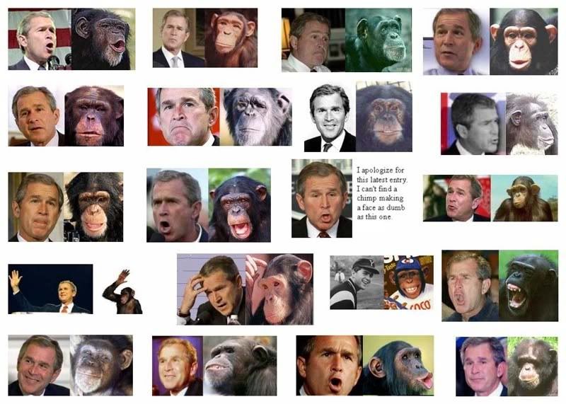george w bush monkey face. george w bush monkey.