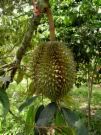 pokok durian