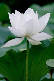 White Lotus Pictures, Images and Photos