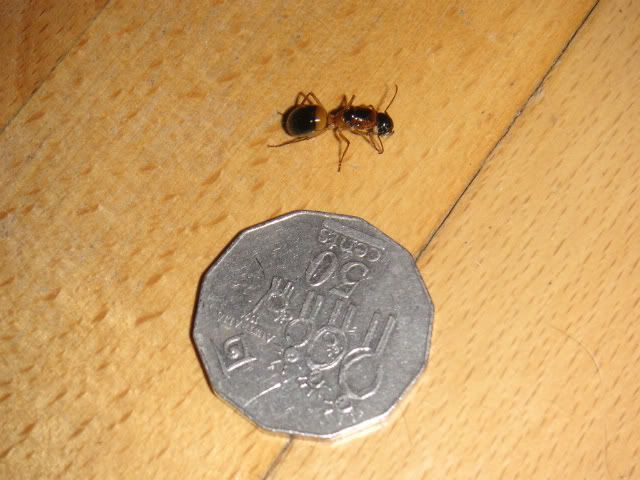 Quite big ant in Kambah