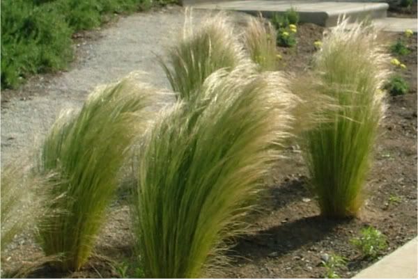 Mexican Feather Grass