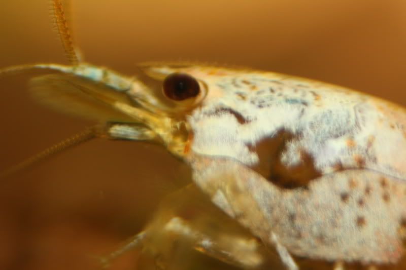 macro6.jpg