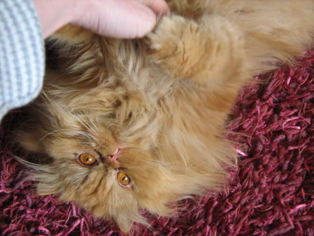 BordeKodakmoment013.jpg?t=1239304409