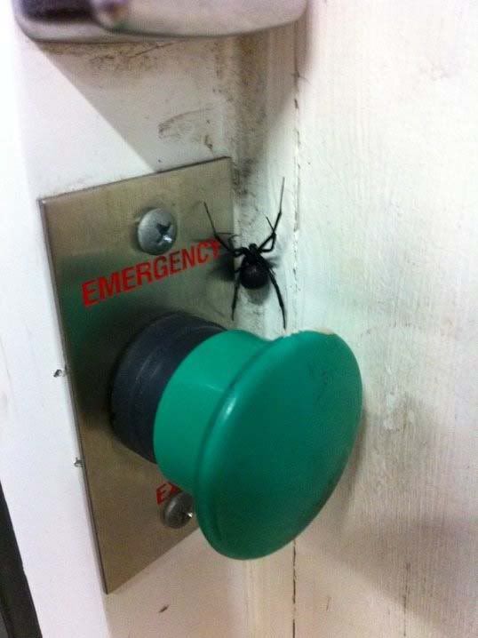 Deadly-Spider-Trolling.jpg