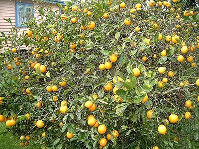 lemon_tree_1.jpg
