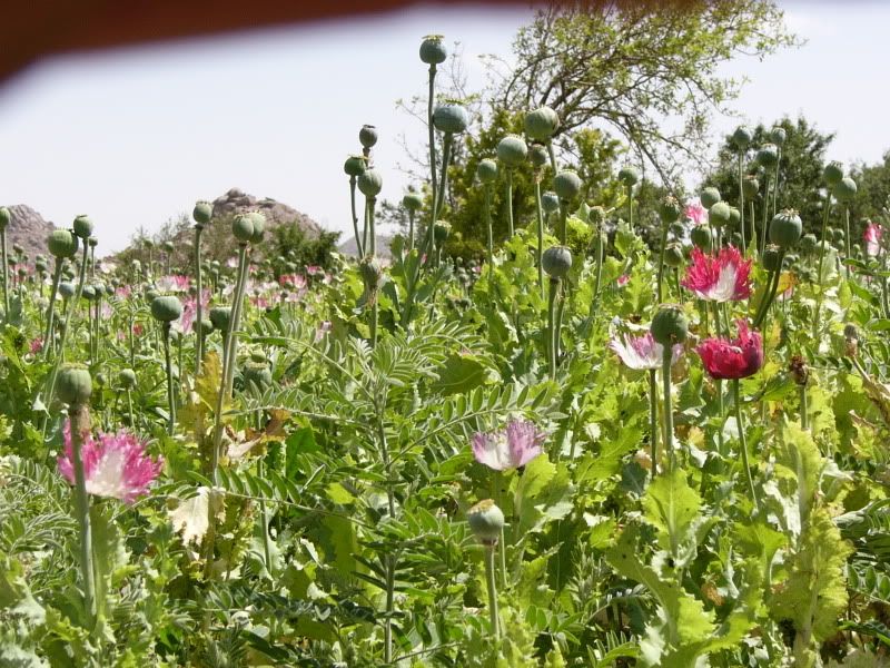 Poppy field (opium)