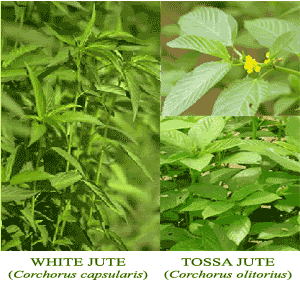 Jute Plants : Corchorus olitorius (Tossa Jute) & Corchorus capsularis (White Jute)