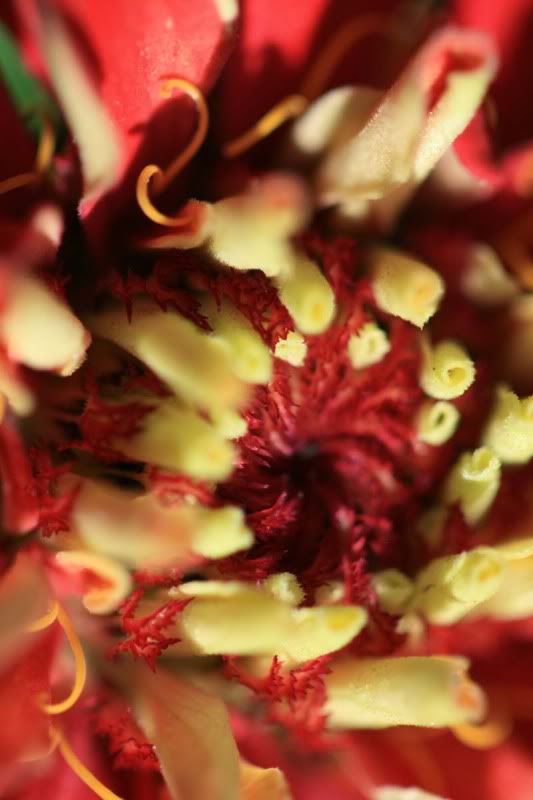 macro,flower,red,yellow