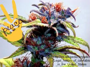 Legalize Cannabis Small