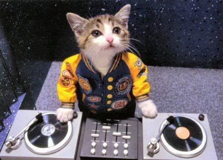 CatDJ.jpg